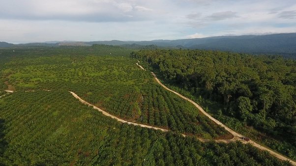 Drone view of Northern oil palm frontier Pomio