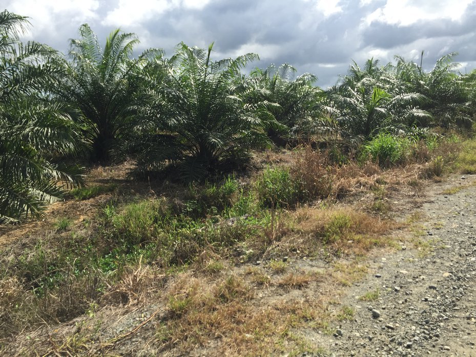 palms grown for Palm oil from the Bewani plantation, Papua New Guinea