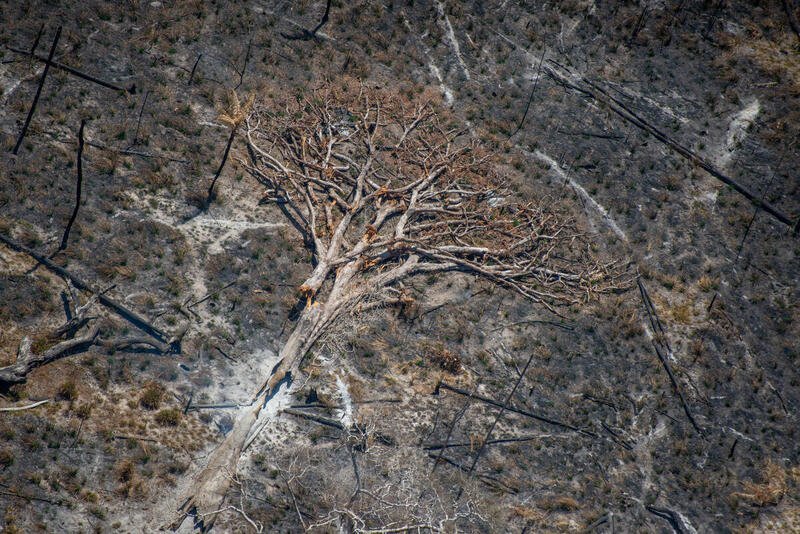 flattened tree, evidence of deforestation in amazon