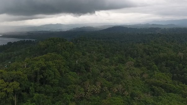 Drone footage shows rainforests in the Pomio District of East New Britain Province, Papua New Guinea slated to be cleared for oil palm.