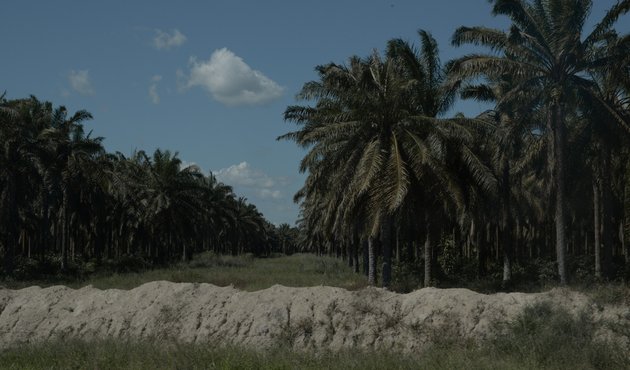 Palm oil trees along the dirt road from Tomé-Açu to Tailândia, Pará State, Brazil