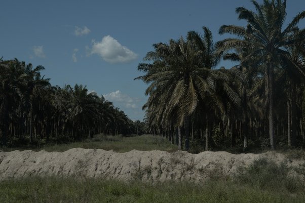 Palm oil trees along the dirt road from Tomé-Açu to Tailândia, Pará State, Brazil