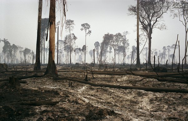 An area of deforestation on the border of the Amazon rainforest burned down to produce charcoal and to grow soybeans or raise cattle.