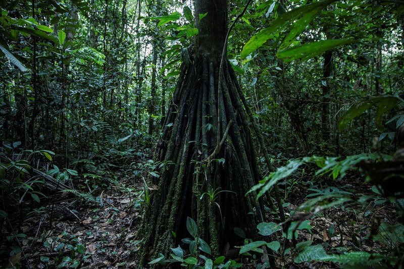 tree covered in greenery showing biodiversity in tropical forest