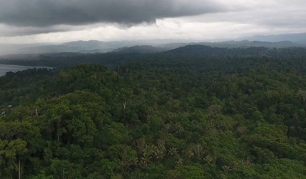 Drone footage shows rainforests in the Pomio District of East New Britain Province, Papua New Guinea slated to be cleared for oil palm.