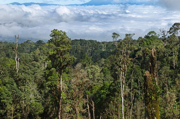 Papua New Guinea forest canopy