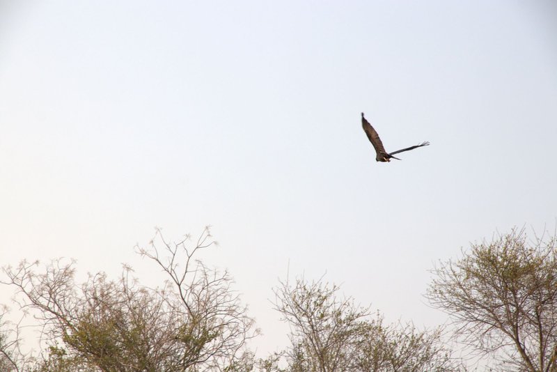 Paraguay Bird flying