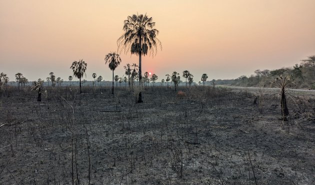 Forest likely cleared by burning for pasture, northern Chaco.