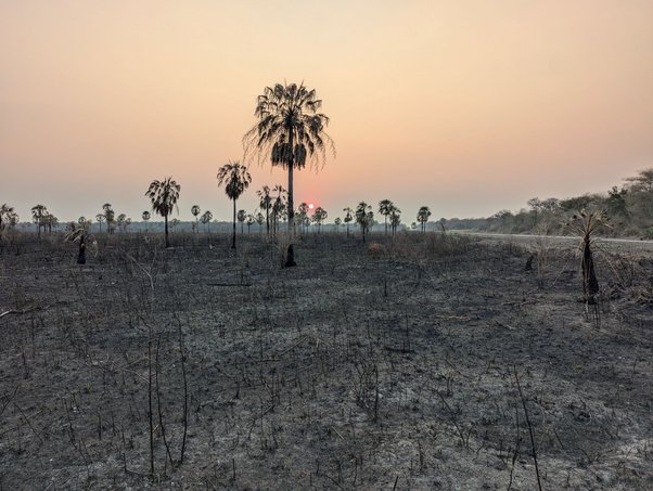 Forest likely cleared by burning for pasture, northern Chaco.