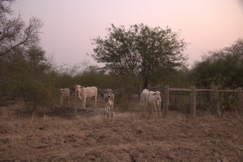 Cattle grazing on land owned by Don Jose Agroganadera