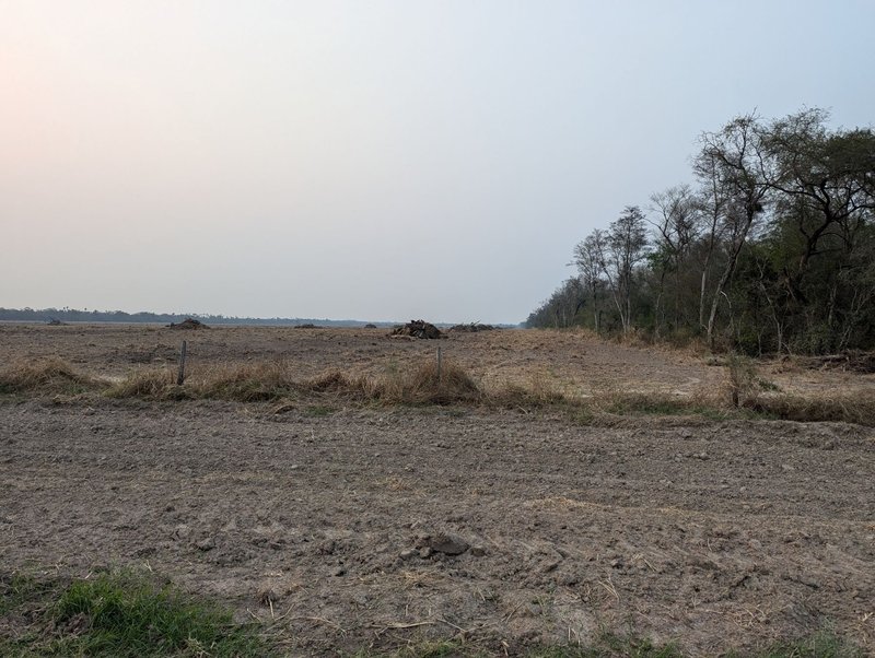 deforestation in Paraguay Field