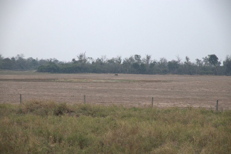 A lone tapir walks across a deforested field in the Chaco