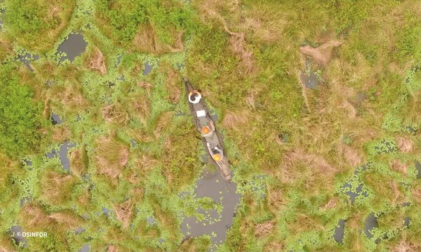 aerial view of people rowing long boat through Peru marshes