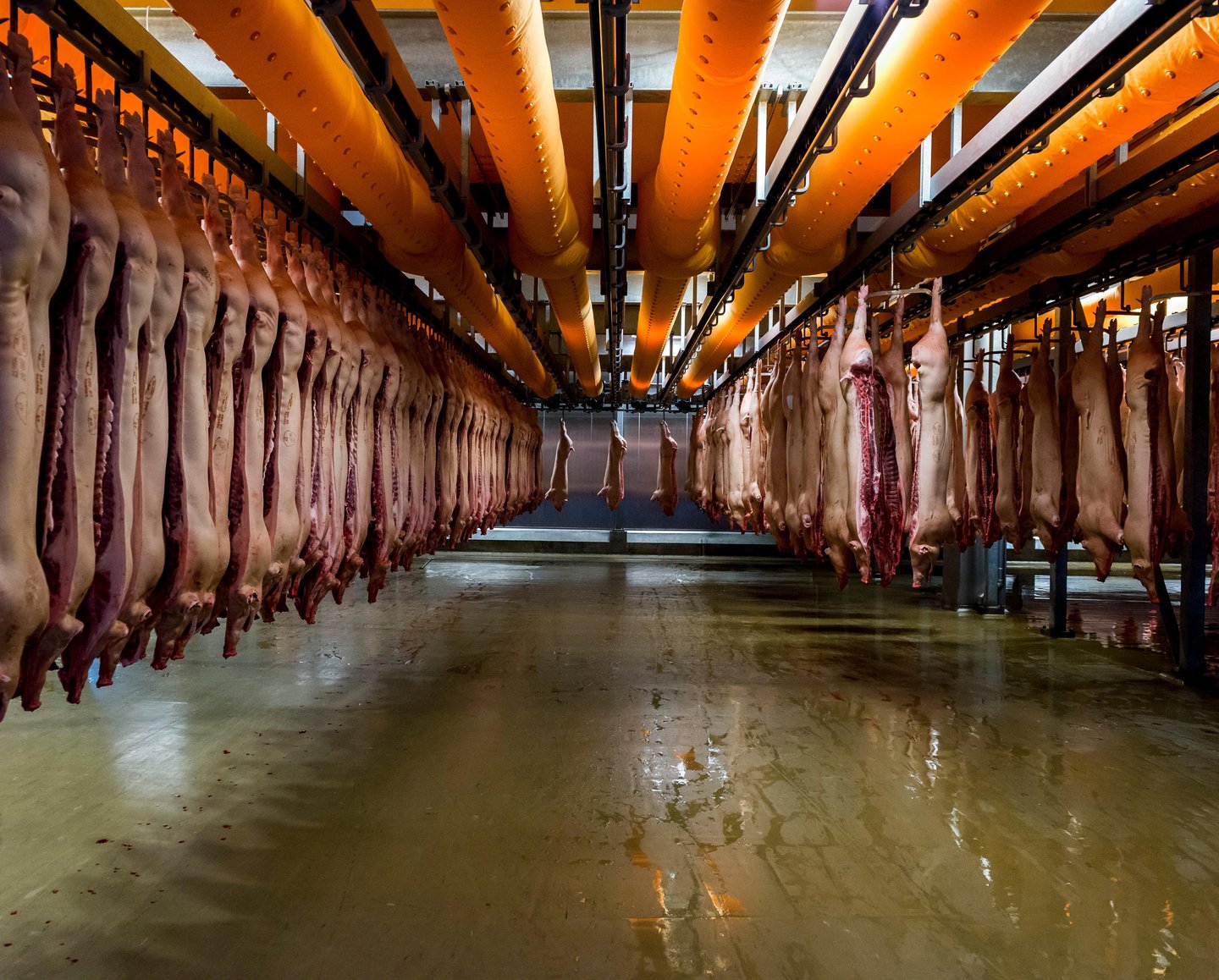 Pig carcasses hanging in processing plant