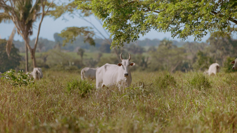 Landless film still - Cattle in Pará