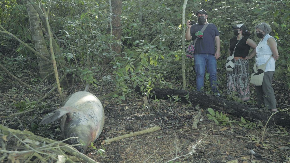 Óscar Sampayo photographs a dead manatee, Barrancabermeja