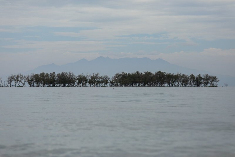 Mangroves in Manila Bay area (c) Basilio Sepe