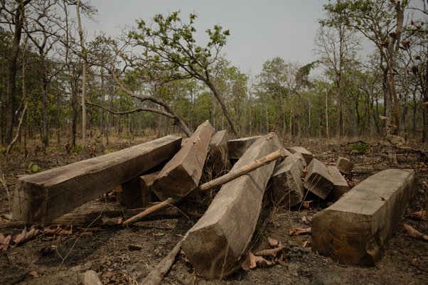 Cut timber inside HAGL rubber plantation in Ratanakiri province, Cambodia