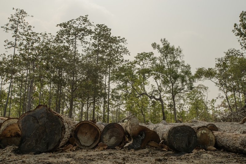 Cut timber in Cambodia