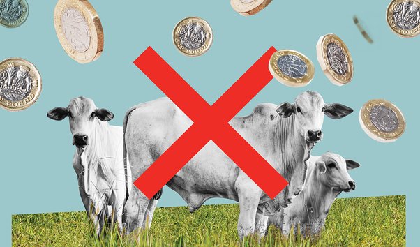 Illustration featuring cows, coins and a big red cross