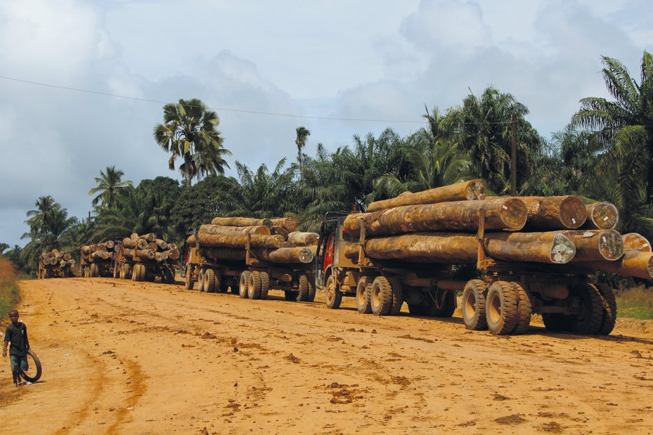 Illegal timber logged by a Samling-linked company, Liberia 2012.