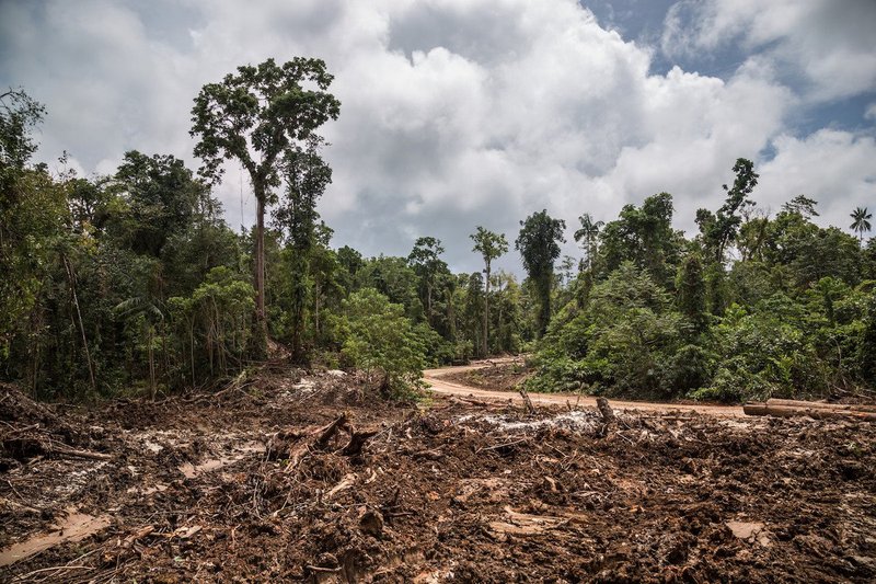 Global Witness visits and documents a community's struggle against logging and palm oil developments that threaten the land and life of Papua New Guinea’s communities.