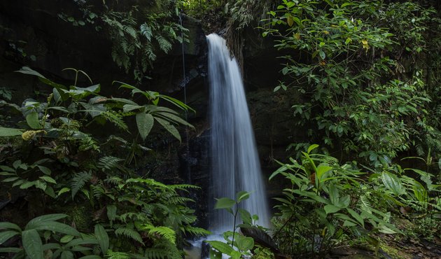 Photo showing forest and biodiversity in Acre state, Brazil, November 2020