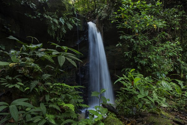 Photo showing forest and biodiversity in Acre state, Brazil, November 2020