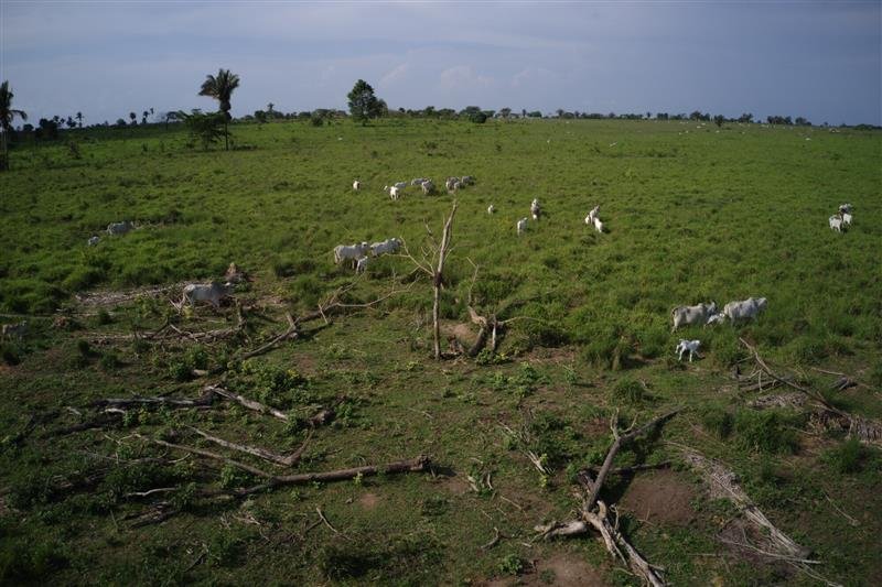 Cattle grazing in Marabá, Pará State, one of the most deforested areas in Brazil