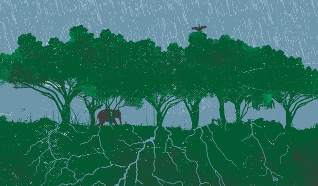 illustration of savannah with elephants and bird sheltering from rain under trees, illustrating biodiversity threatened by climate change