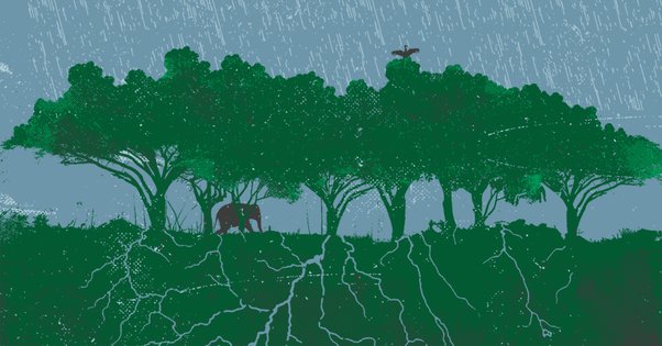 illustration of savannah with elephants and bird sheltering from rain under trees, illustrating biodiversity threatened by climate change