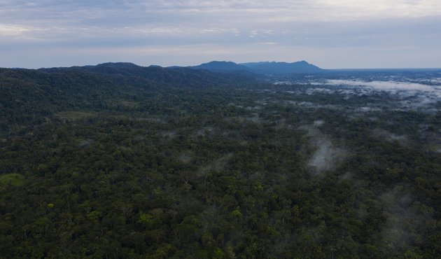 drone view of forest tree canopy in amazon in brazil