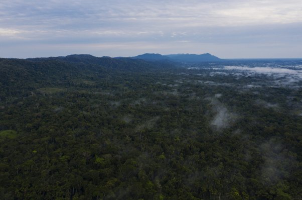 drone view of forest tree canopy in amazon in brazil