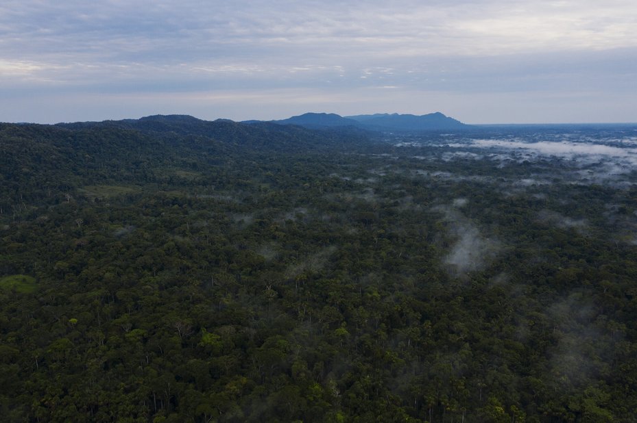 drone view of forest tree canopy in amazon in brazil