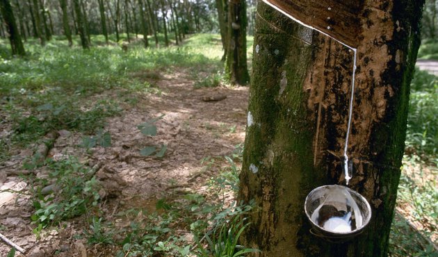 Rubber tree tapped to collect rubber in African forest