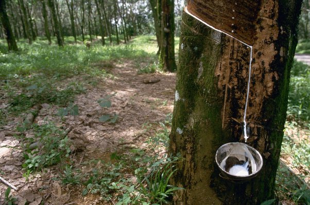 Rubber tree tapped to collect rubber in African forest