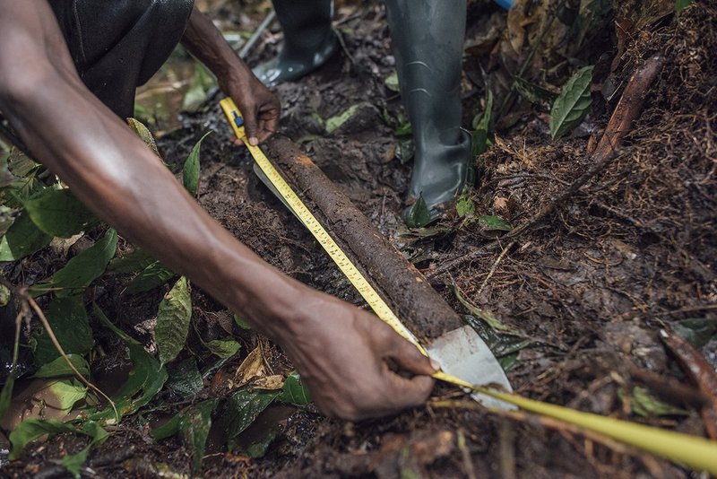 scientist measuring peatland in congo basin