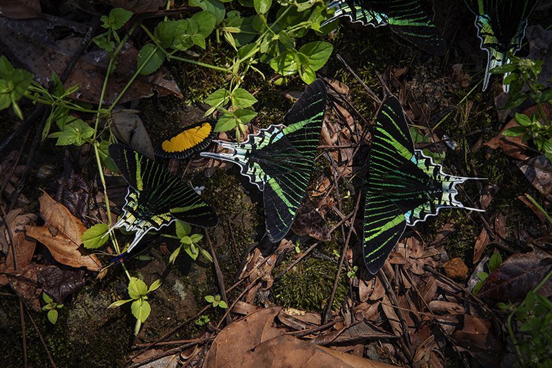 Intact forest and biodiversity in Acre State, Brazil