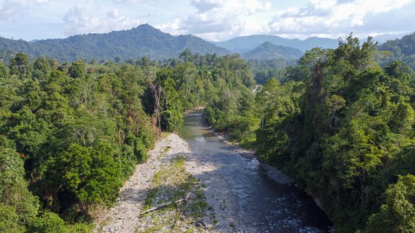 Some remaining intact natural rainforest areas in the Bainings region of East New Britain, Papua New Guinea