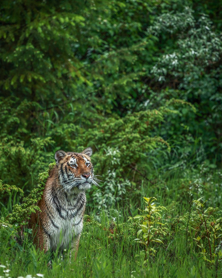 tiger sat amongst green forest outside in Sumatra, Indonesia