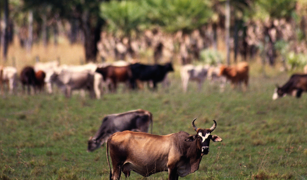 Herd of cattle grazing, Gran Chaco, Paraguay