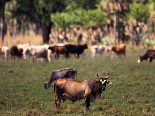 Herd of cattle grazing, Gran Chaco, Paraguay