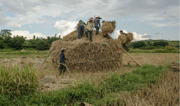 Villagers from northeastern Shan State harvesting rice in November 2014