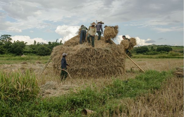 Villagers from northeastern Shan State harvesting rice in November 2014