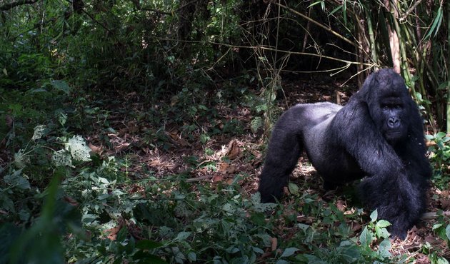 A gorilla walks through trees in Virunga National Park