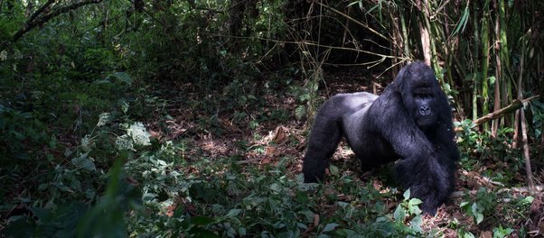 A gorilla walks through trees in Virunga National Park