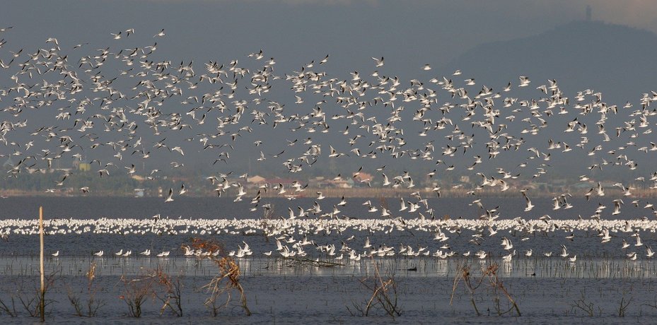 Congregations of Black headed Gull at Northern Manila Bay