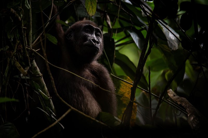 Young Western Lowland Gorilla sitting in a tree in Congo Basin