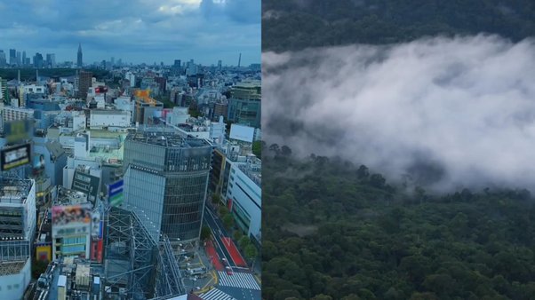 Split screen of Japan and Forests